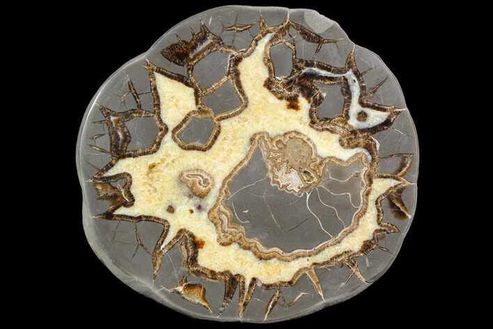 Polished Septarian Slab with Ammonite Fossil - Utah #149898